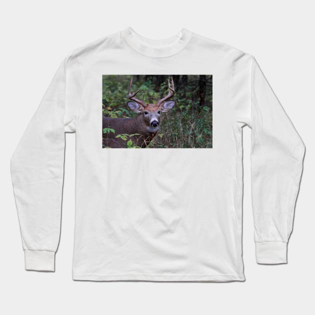 Big Sleepy Buck - White-tailed deer Long Sleeve T-Shirt by Jim Cumming